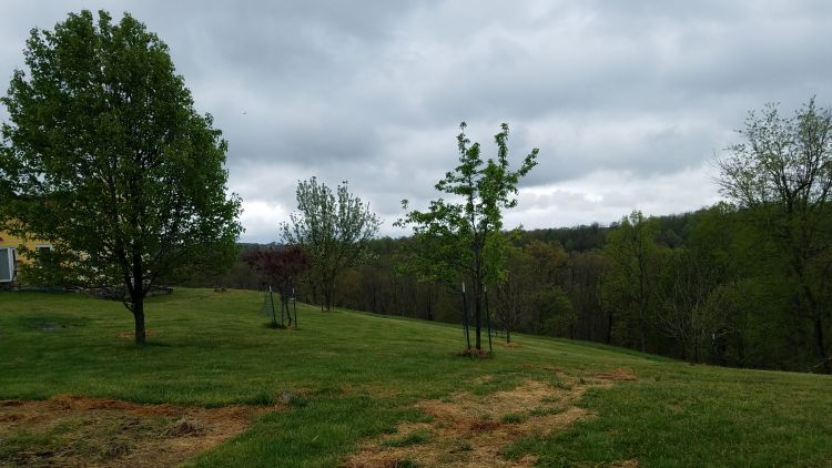 fruit trees